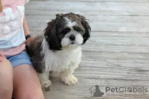 Photo №1. shih tzu - à vendre en ville de Freiburg im Breisgau | négocié | Annonce №44775