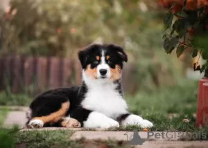 Photo №3. Chiots Berger Australien (Aussie). Fédération de Russie