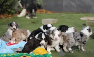 Photo №1. border collie - à vendre en ville de Berlin | Gratuit | Annonce №126575