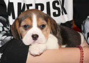 Photo №2 de l'annonce № 3850 de la vente beagle - acheter à Fédération de Russie de la fourrière, éleveur