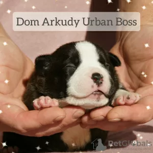 Photo №4. Je vais vendre american bully en ville de Saratov. de la fourrière - prix - 913€