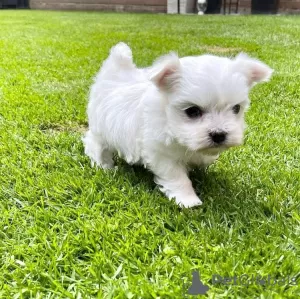 Photo №1. bichon maltais - à vendre en ville de Zürich | 351€ | Annonce №107514