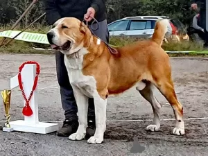 Photos supplémentaires: Chiots de berger d'Asie centrale