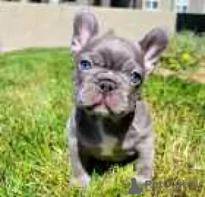 Photo №1. bouledogue - à vendre en ville de Buffalo | 531€ | Annonce №128152