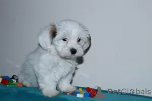 Photos supplémentaires: Chiots bichon havanais