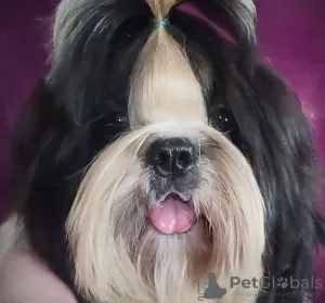 Photo №1. shih tzu - à vendre en ville de Долинская | négocié | Annonce №18221