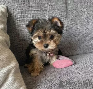 Photo №1. yorkshire terrier - à vendre en ville de Брисбен | négocié | Annonce №24998