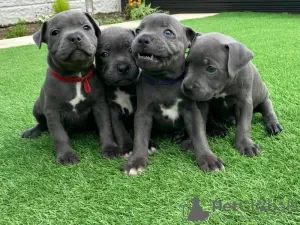 Photo №1. american staffordshire terrier - à vendre en ville de Helsinki | 379€ | Annonce №56474