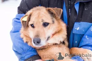 Photo №1. chien bâtard - à vendre en ville de Perm | Gratuit | Annonce №9038