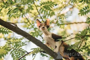 Photo №4. Je vais vendre devon rex en ville de Москва. de la fourrière, éleveur - prix - 962€