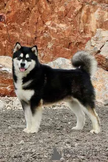 Photos supplémentaires: Chiots Malamute d'Alaska