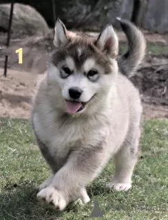 Photo №1. malamute de l'alaska - à vendre en ville de Częstochowa | 331€ | Annonce №44741