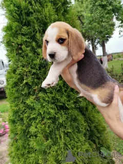 Photo №4. Je vais vendre beagle en ville de Лида. annonce privée - prix - 338€