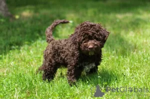 Photos supplémentaires: Chiots Lagotto Romagnolo