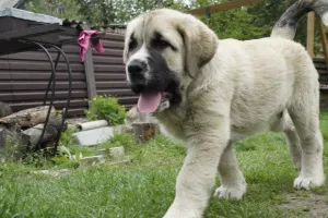 Photos supplémentaires: Chiots de dogue espagnol