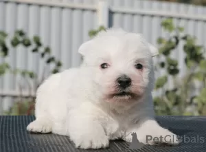 Photos supplémentaires: Chiots West Highland White Terrier filles