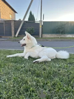 Photo №4. Je vais vendre akita (chien) en ville de Gomel. annonce privée - prix - 300€