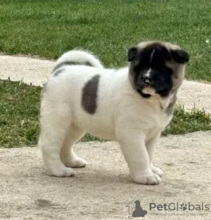 Photos supplémentaires: Akita américain, TOP chiots