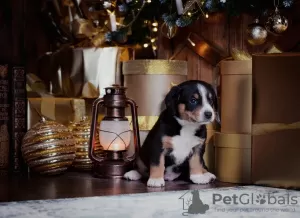 Photos supplémentaires: Chiots Entlebucher Sennenhund (5 garçons et 1 fille). Les chiots sont nés le