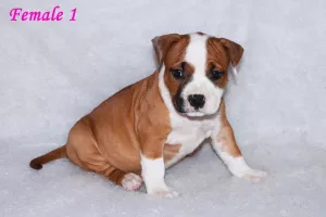 Photo №4. Je vais vendre american staffordshire terrier en ville de Minsk. de la fourrière - prix - 400€