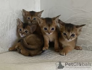 Photos supplémentaires: chatons abyssins