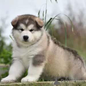 Photo №1. malamute de l'alaska - à vendre en ville de Tel Aviv | négocié | Annonce №83991