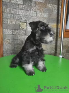 Photo №2 de l'annonce № 65931 de la vente schnauzer miniature - acheter à Serbie éleveur