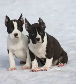 Photo №1. american staffordshire terrier - à vendre en ville de Moscou | 355€ | Annonce №1624