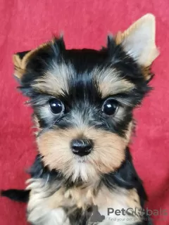 Photo №2 de l'annonce № 78522 de la vente yorkshire terrier - acheter à Lituanie annonce privée