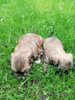 Photos supplémentaires: Chiots Shork de race de créateur à la recherche d'un nouveau foyer