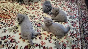 Photos supplémentaires: Chaton Scottish fold