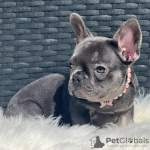 Photo №2 de l'annonce № 109920 de la vente bouledogue - acheter à USA éleveur