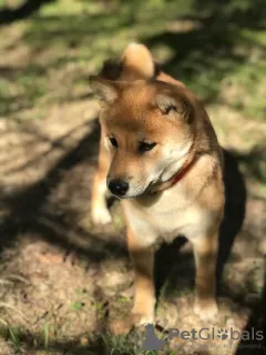 Photos supplémentaires: CHIOTS SHIBA INU RKF