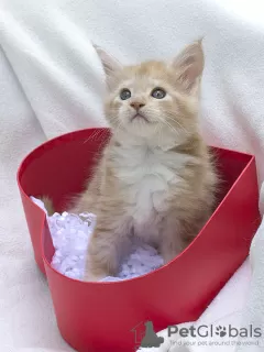 Photos supplémentaires: Maine Coon avec documents