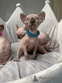 Photo №4. Je vais vendre sphynx en ville de Братислава.  - prix - Gratuit