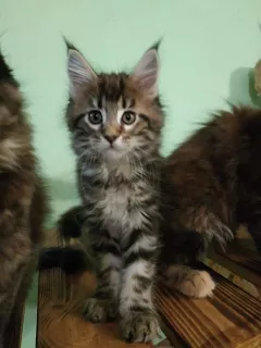 Photo №4. Je vais vendre maine coon en ville de Chelyabinsk. de la fourrière - prix - 215€