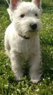 Photos supplémentaires: Chiots de West Highland d'un fabricant d'importation, petit-fils du champion du