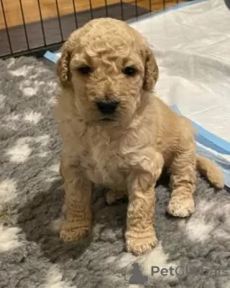 Photo №3. AJ Adorables mini chiots Goldendoodle. USA