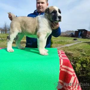 Photos supplémentaires: Chien de berger d'Asie centrale Alabai Alabai SAO