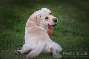 Photos supplémentaires: Un mâle labrador retriever est proposé pour la reproduction.