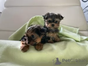 Photo №2 de l'annonce № 75768 de la vente yorkshire terrier - acheter à Lituanie annonce privée, éleveur