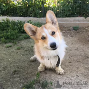 Photo №3. Hôtel pour chiens Spi-Eat-Pei, Ekaterinbourg en Fédération de Russie