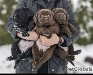 Photo №1. labrador retriever - à vendre en ville de Minsk | 663€ | Annonce №82315