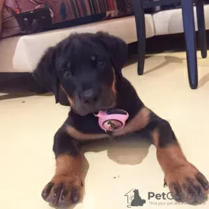 Photo №1. rottweiler - à vendre en ville de Zagreb | 450€ | Annonce №80694