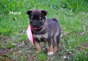 Photos supplémentaires: Chiots femelles affectueux 1,5 mois en cadeau