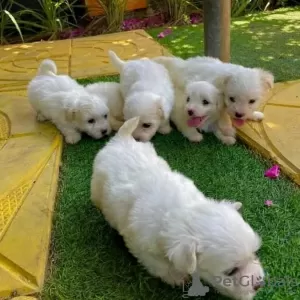 Photo №1. bichon maltais - à vendre en ville de Londres | 300€ | Annonce №78365