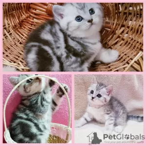 Photo №1. scottish fold - à vendre en ville de Minsk | négocié | Annonce № 39002