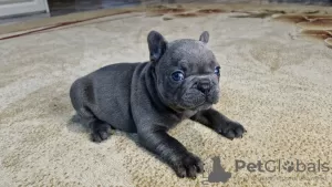 Photo №4. Je vais vendre bouledogue en ville de Смолевичи. annonce privée - prix - 357€