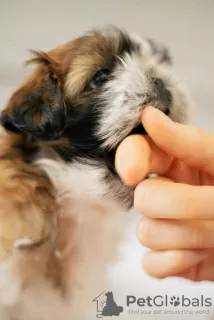 Photos supplémentaires: Vendre un chiot shih tzu à Zhitomir.