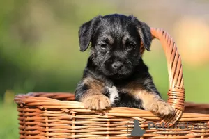 Photos supplémentaires: chiots border terrier